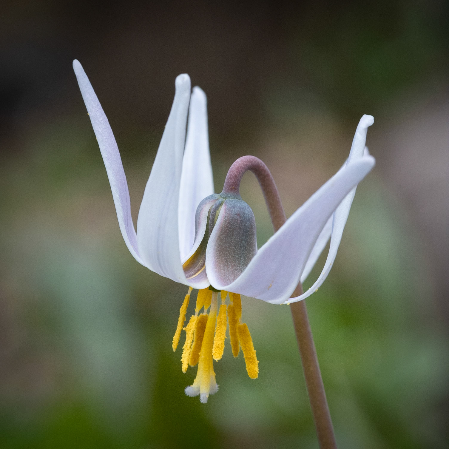 Hawthorn Glen, Milwaukee WI 2021