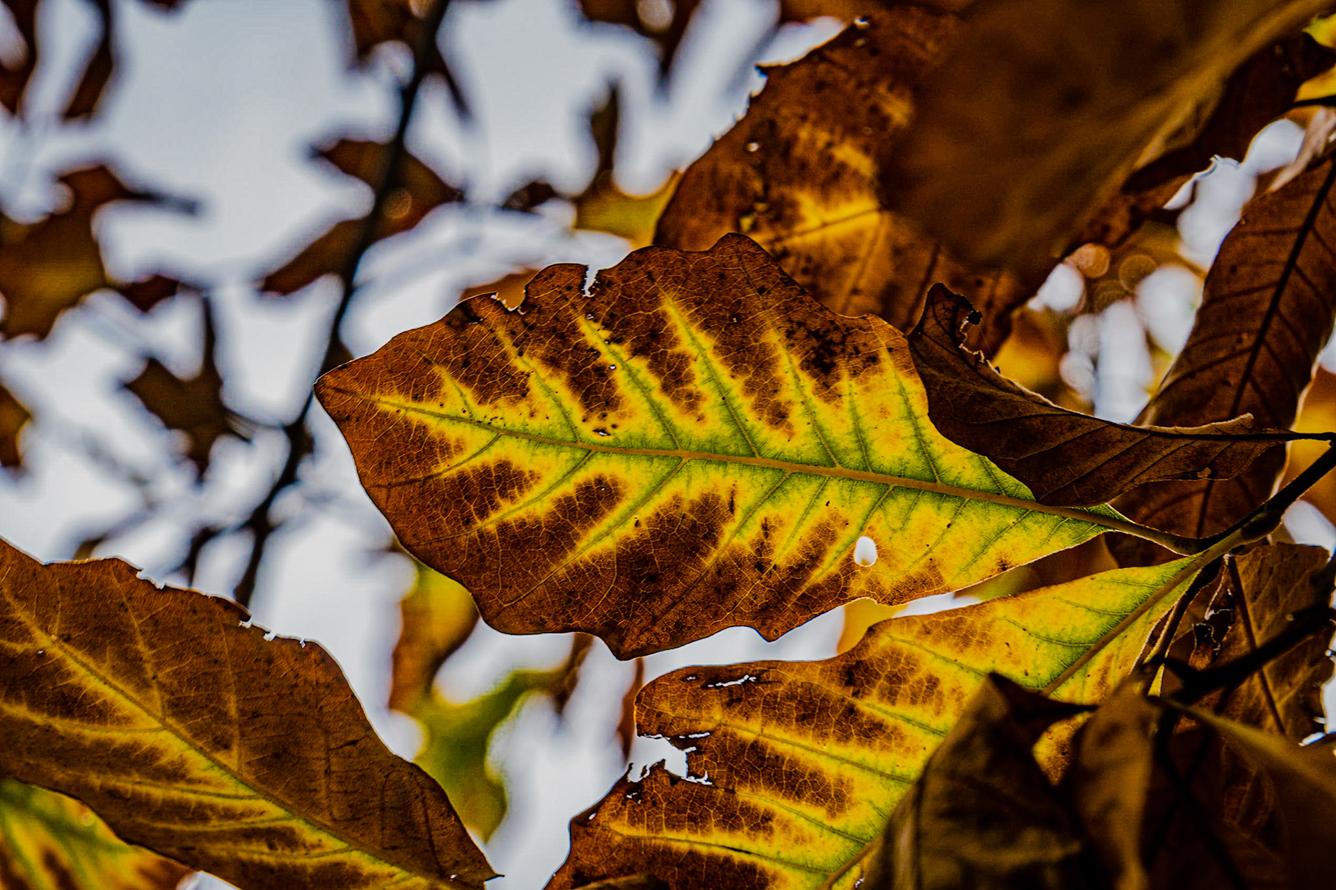 Hawthorn Glenn - Milwaukee WI Fall 2020