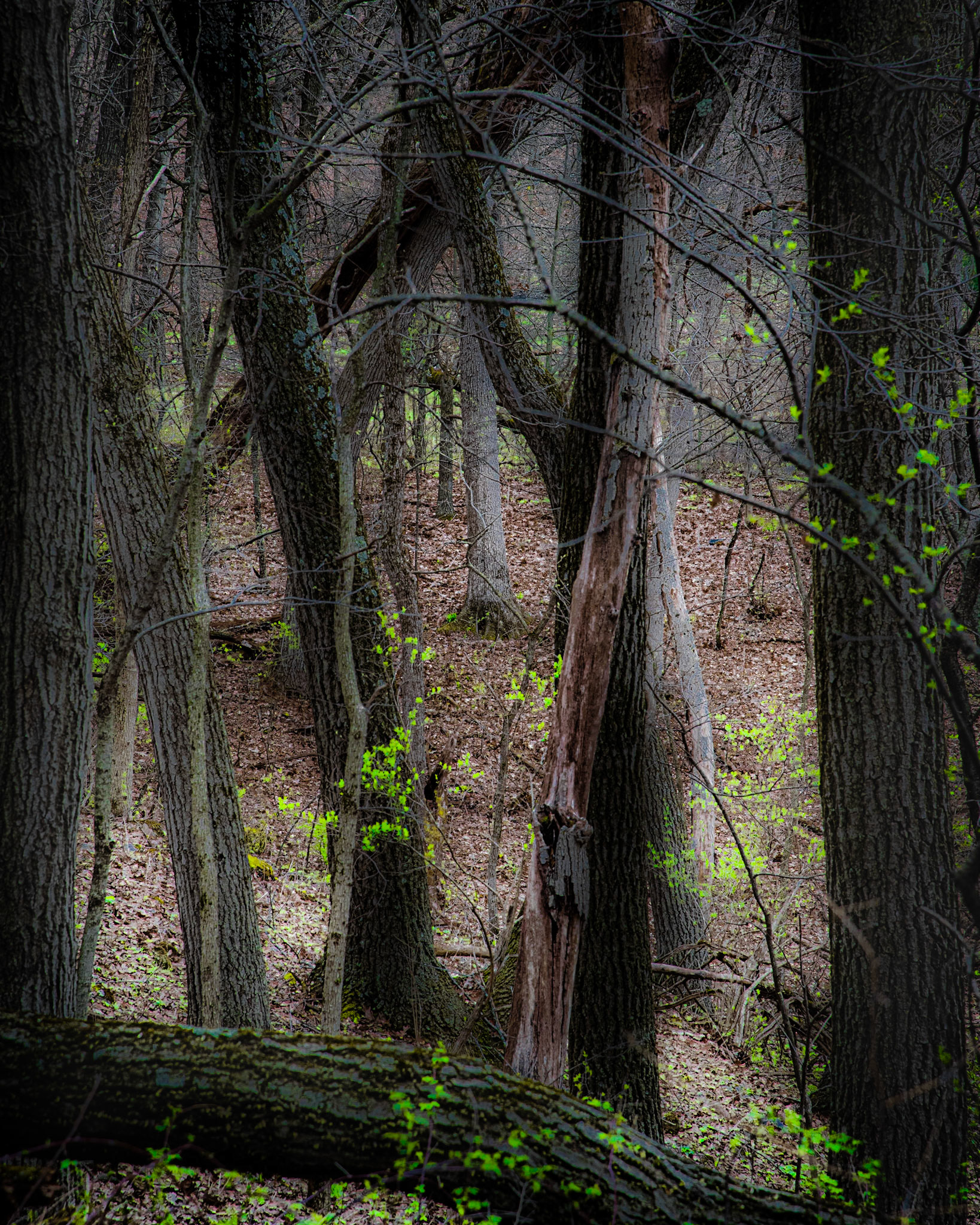 Lapham Peak SP, WI  April 2021