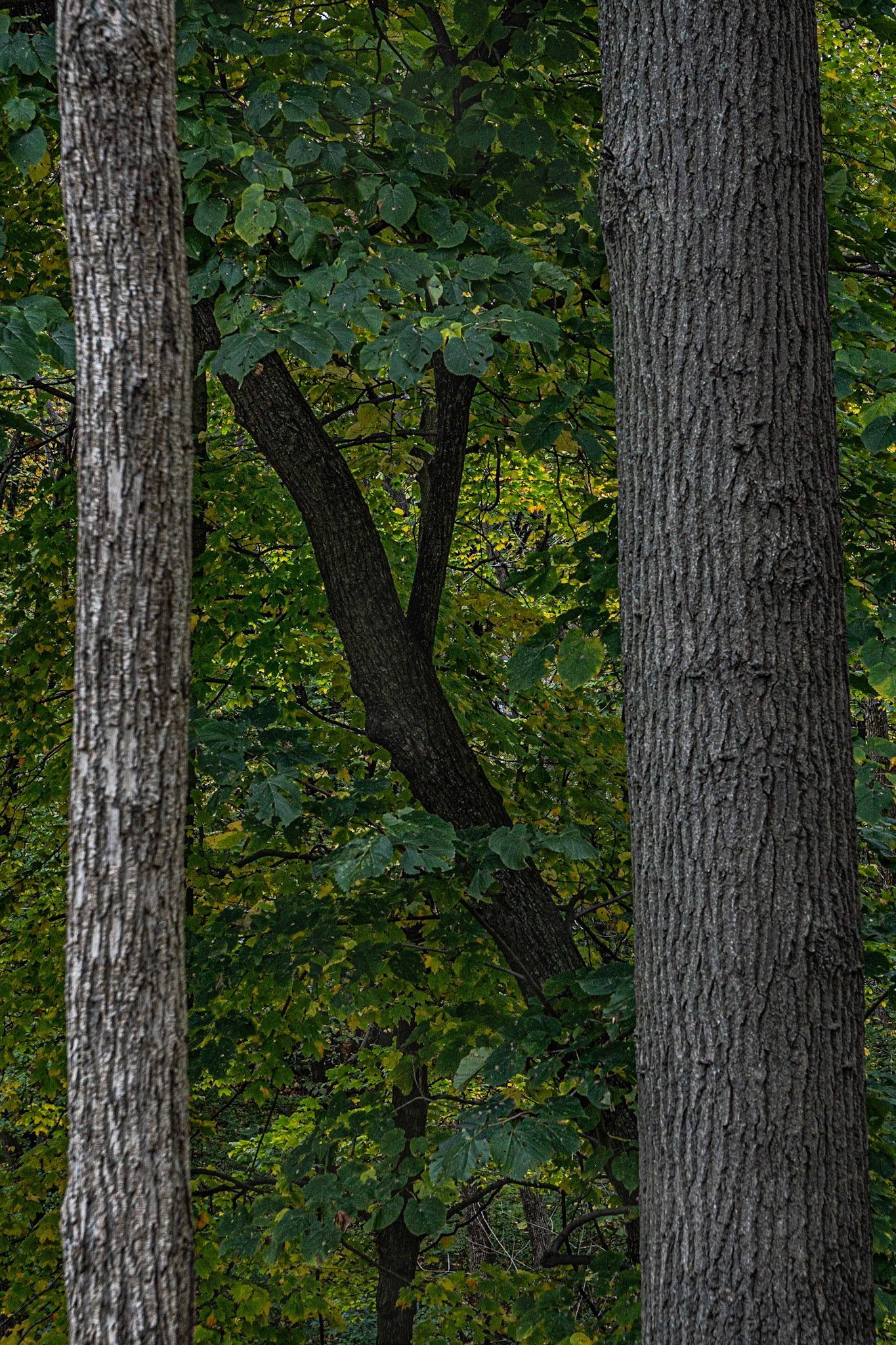 Hawthorn Glenn - Milwaukee WI Fall 2020