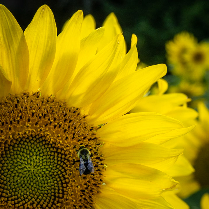 Sunflower patch- Rt 178, Lowell IL, August 2020