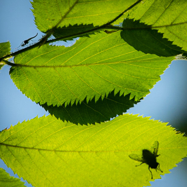 Pike Lake SP, Hartford WI May 2021