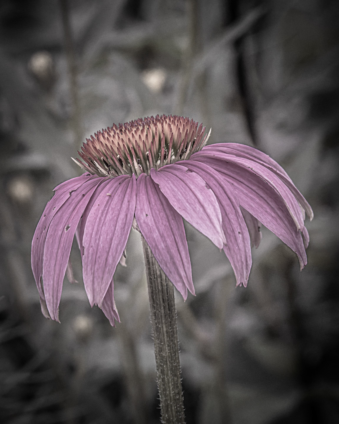 Hawthorn Glenn Nature Center - Milwaukee WI 2021