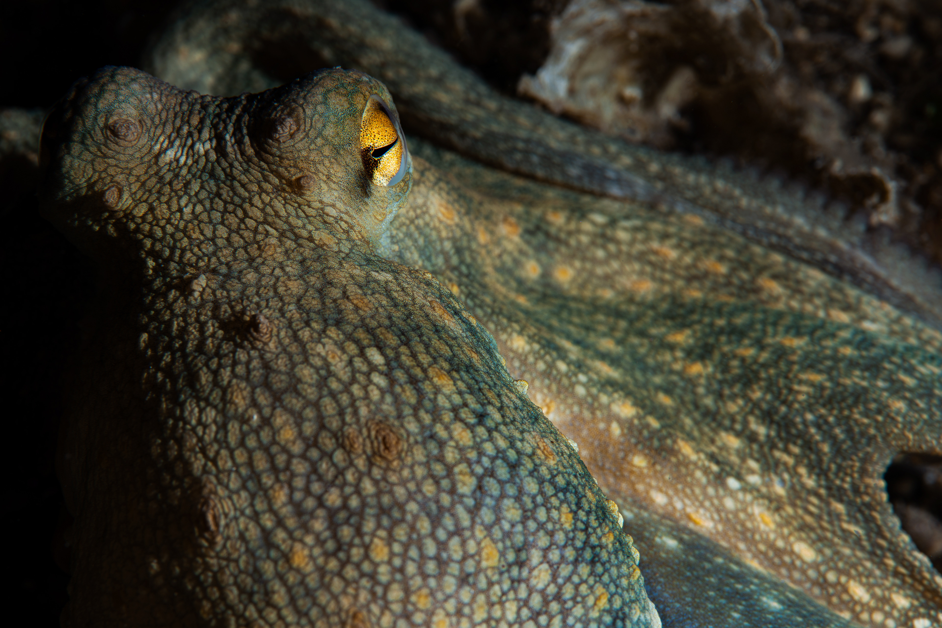 Octopus vulgaris