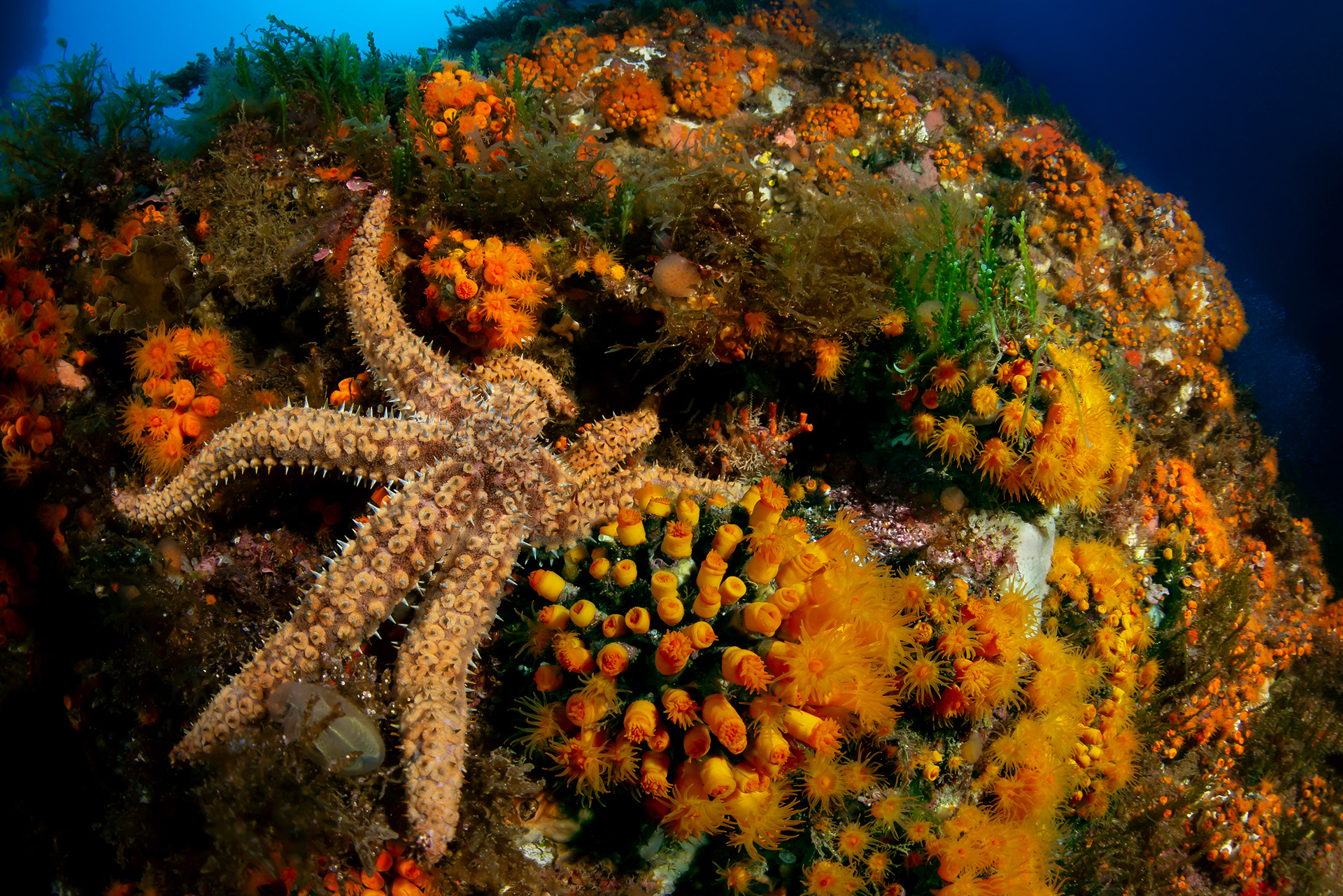 Marthasterias glacialis