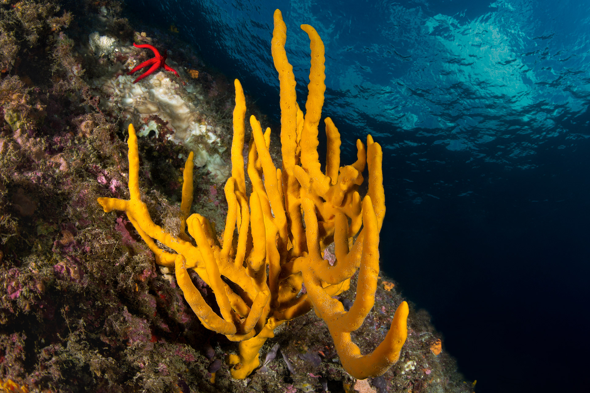 Axinella polypoides