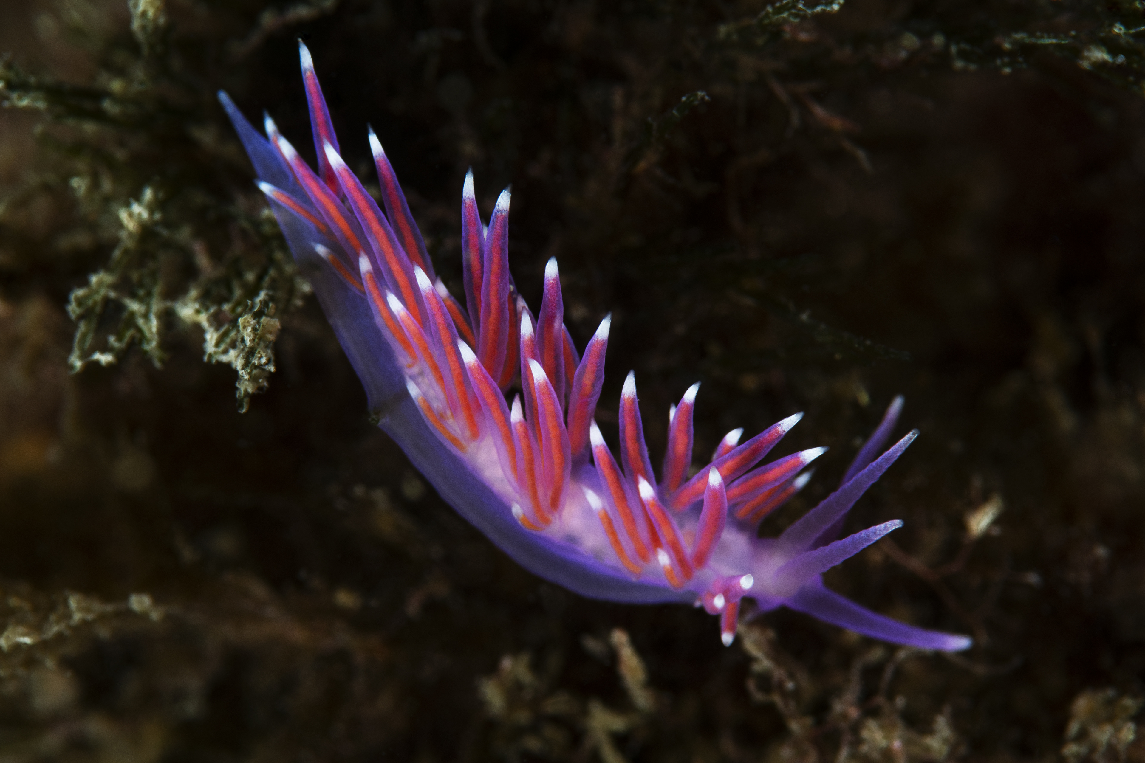 Flabellina affinis