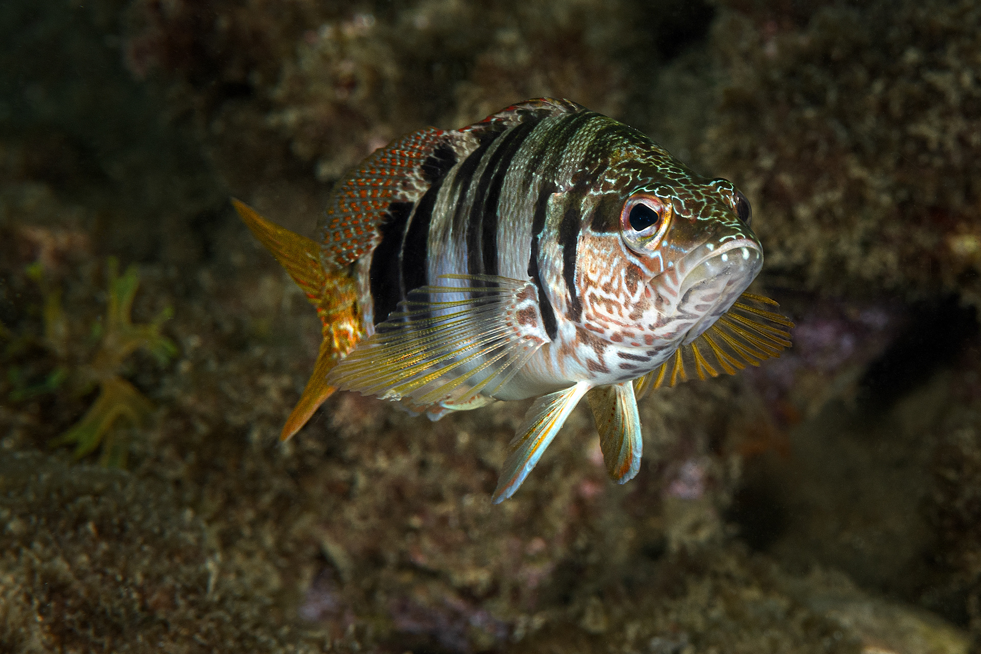 Serranus scriba