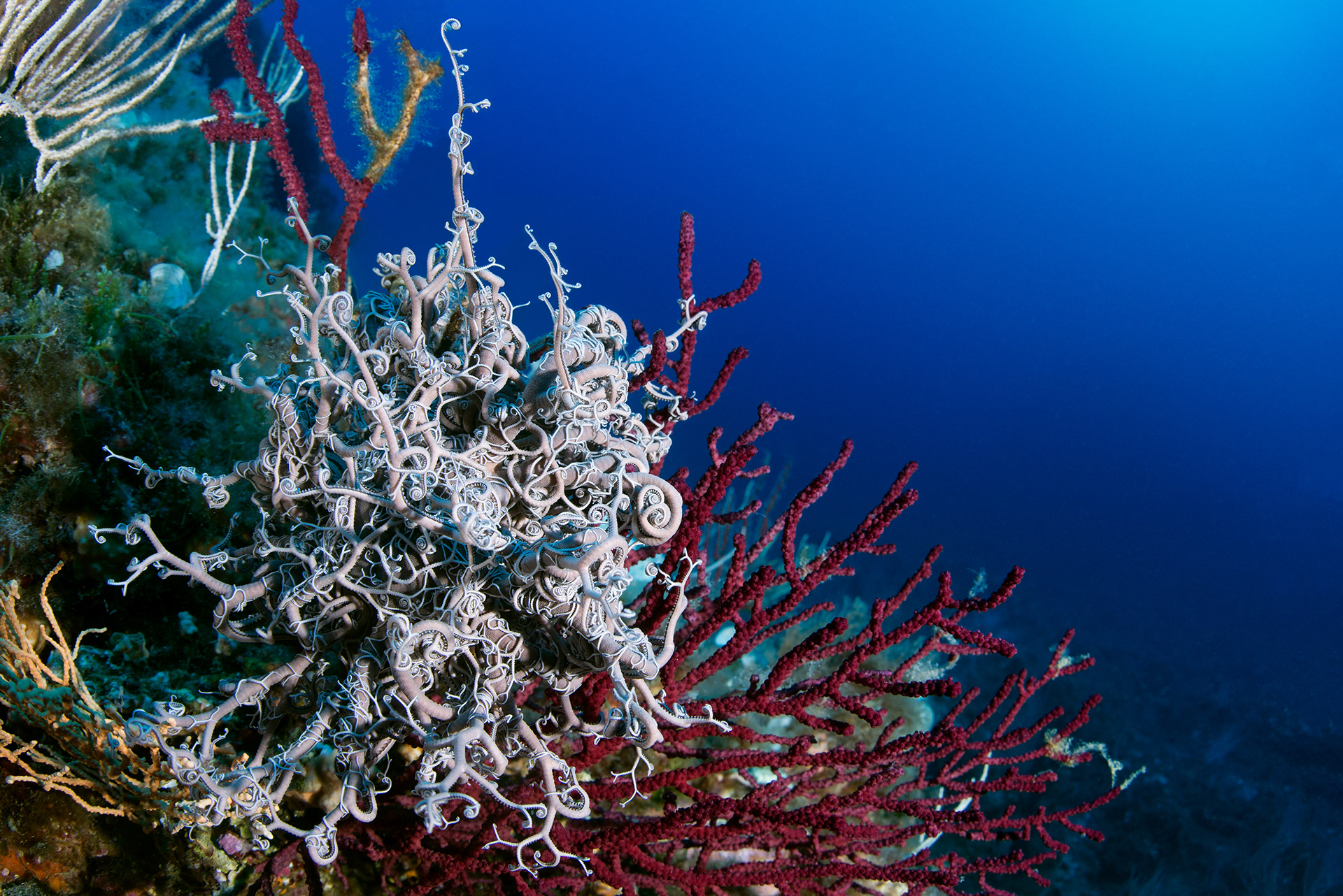 Astrospartus mediterraneus
