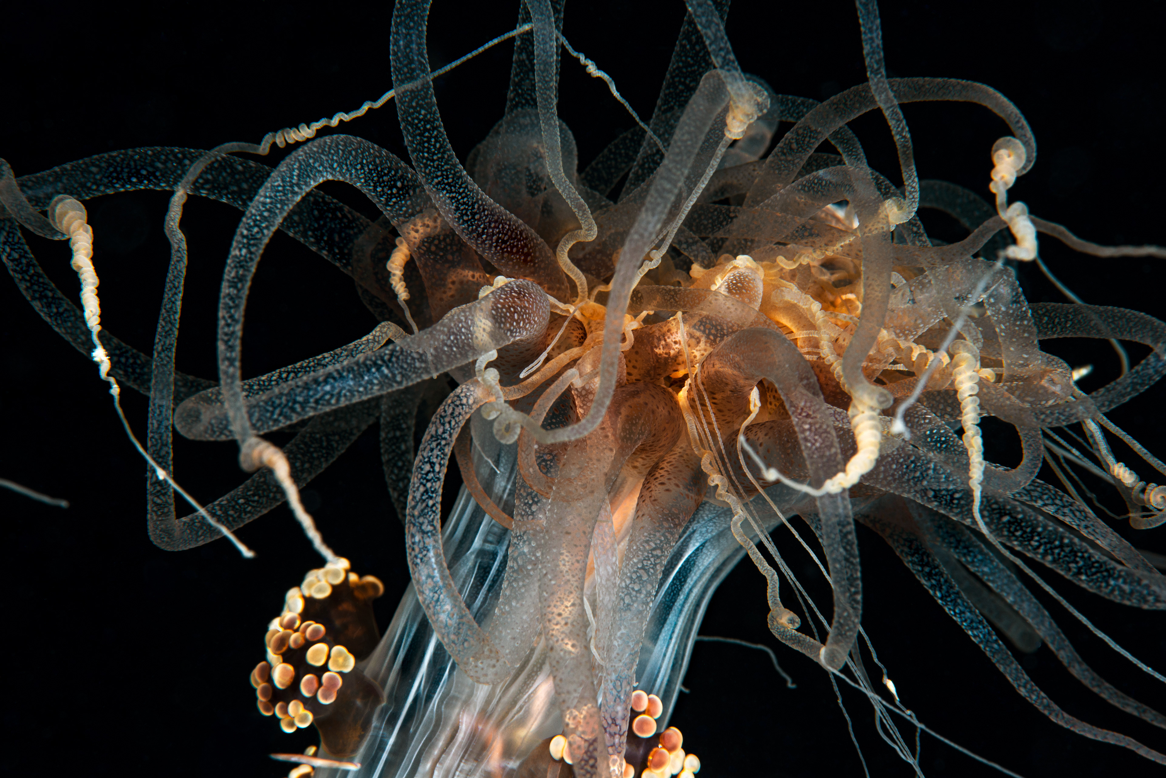 Alicia mirabilis