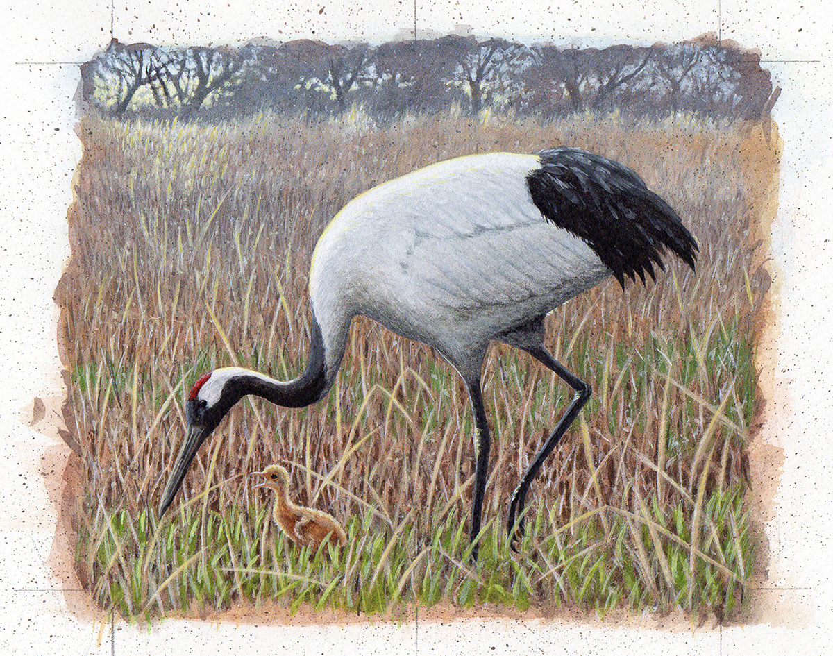 タンチョウ/Red-crowned Crane