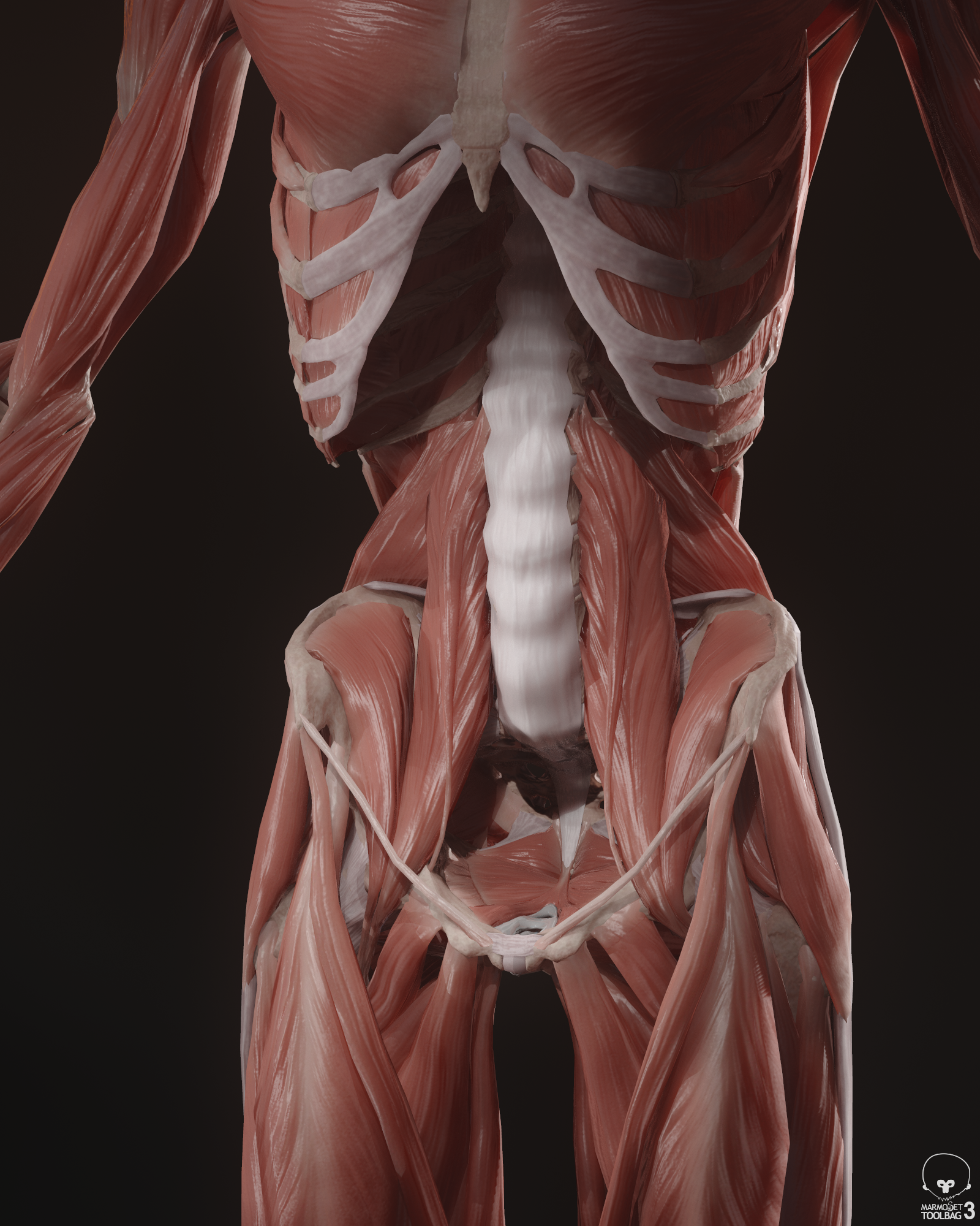 Dan Nacu - Human Body (Real Time)