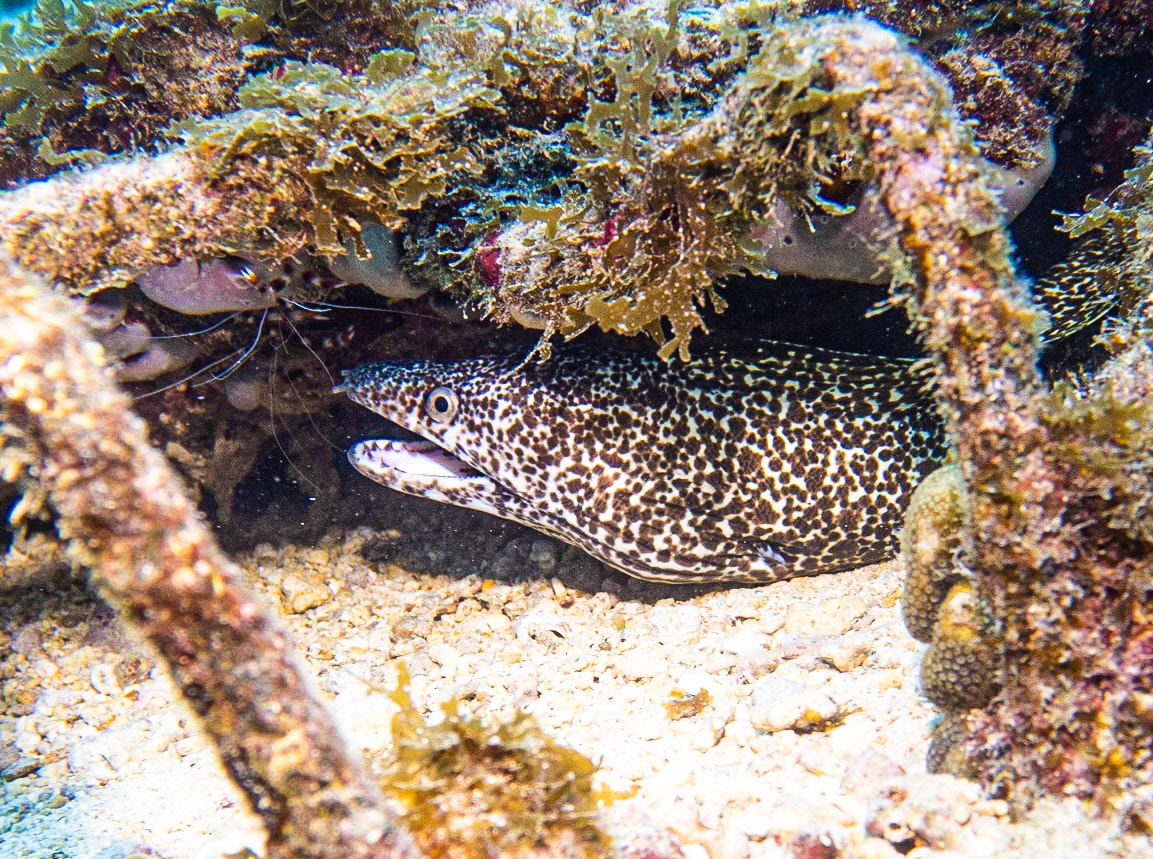 Spotted Moray and Red Coral Shrimp