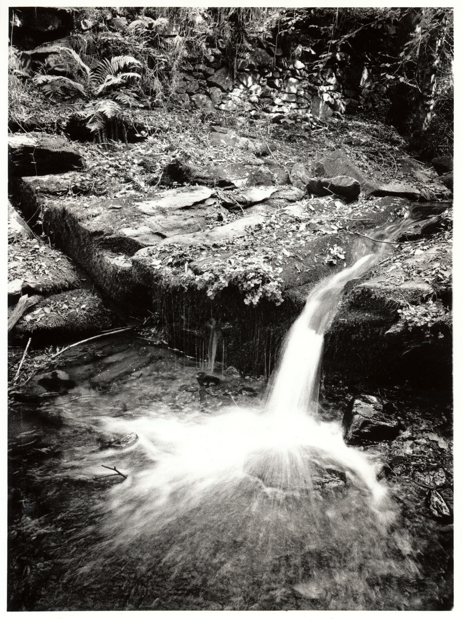 Intimo boschivo - I - Silver Gelatin print