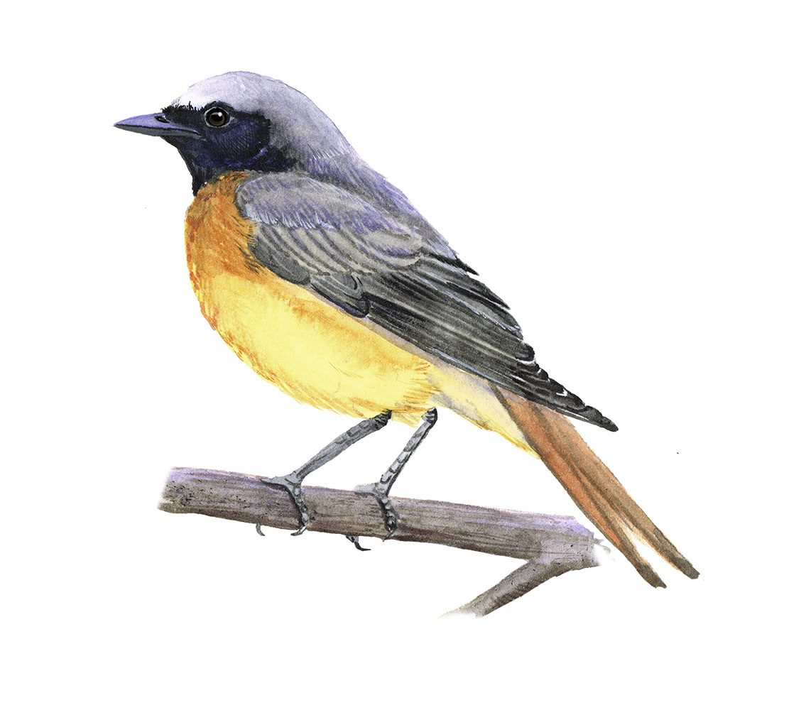 Redstart