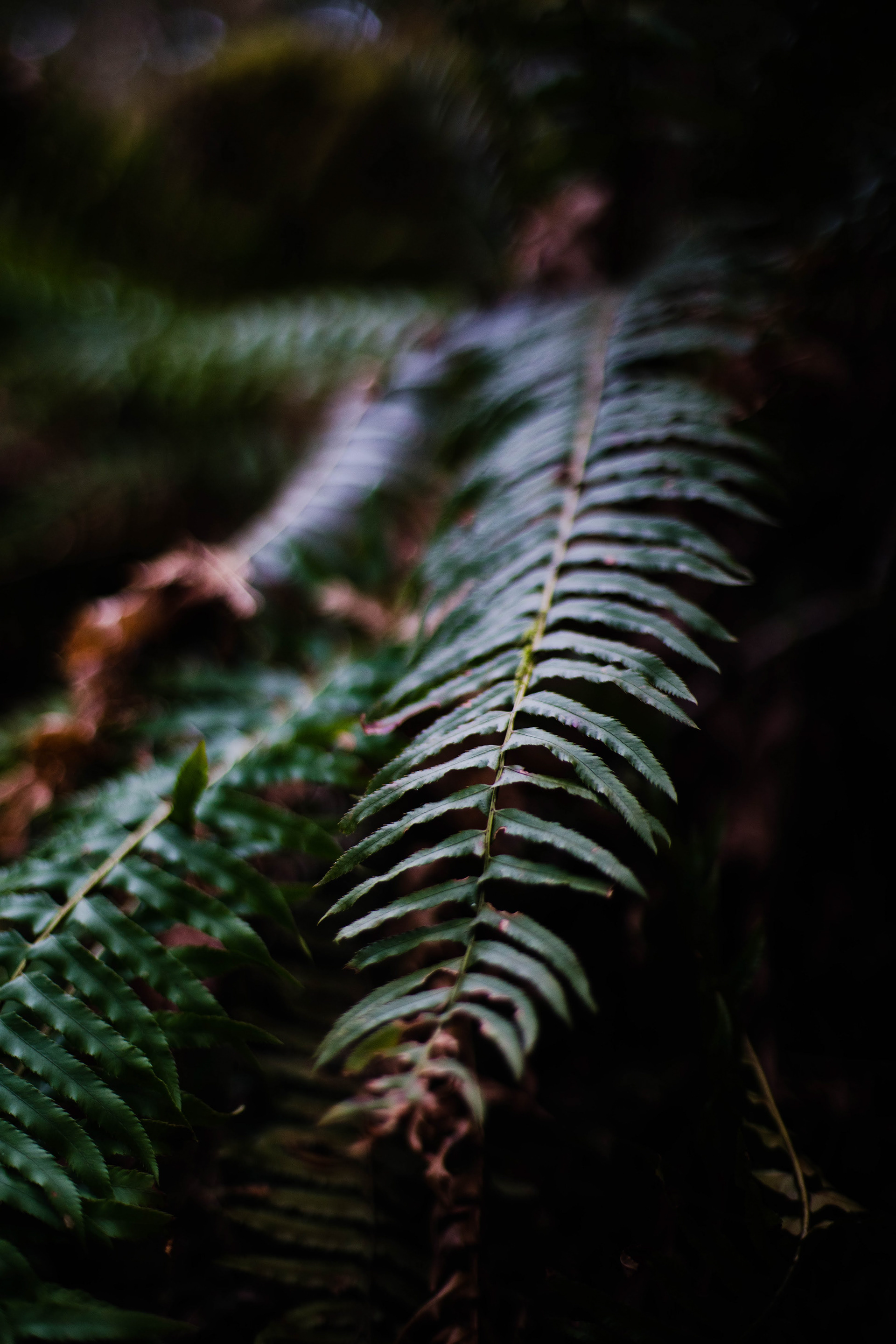 Forest Outside Portland, OR