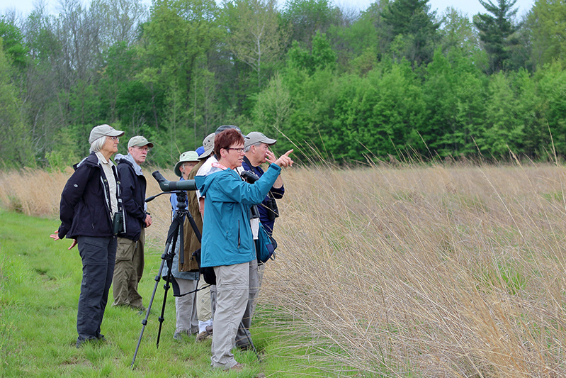 Birders from across the nation search for Henslow’s sparrow in a prairie at Capability Farm south of Versailles. The sparrow is an endangered species and a treat for birders to hear and see. Though it could be heard, it was not spotted on this particular excursion.