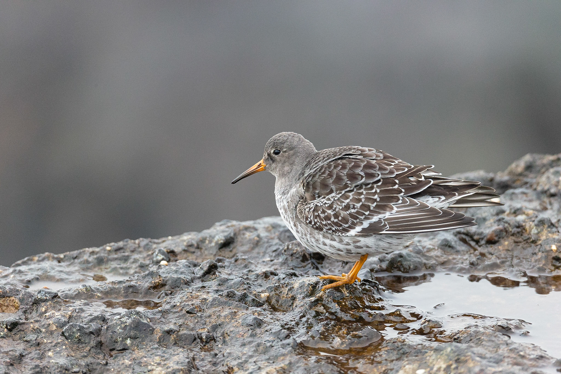 Koen Frantzen | Nature Photography - Paarse strandloper / Purple ...