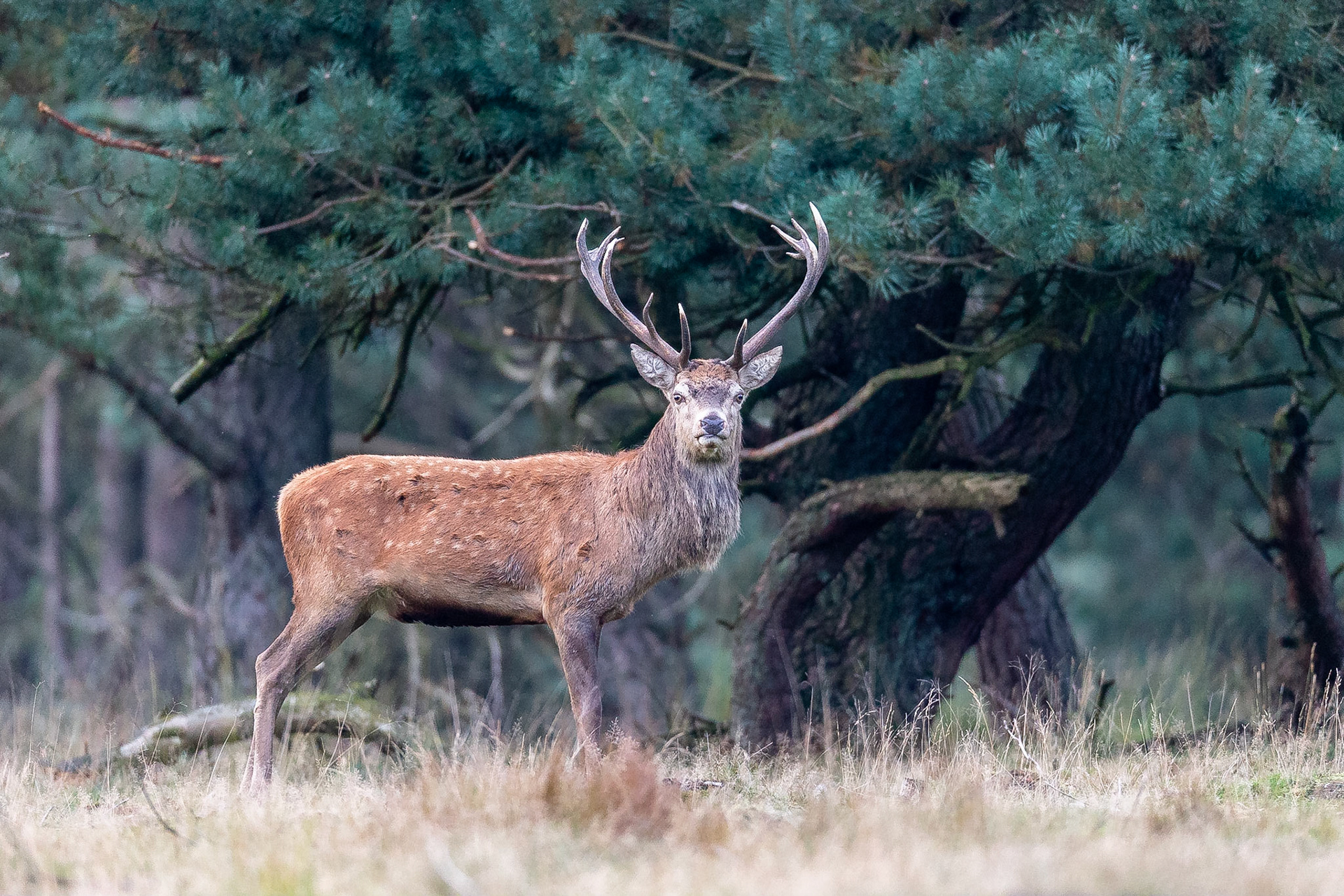 Koen Frantzen | Nature Photography - Edelhert / Red Deer (Cervus elaphus)