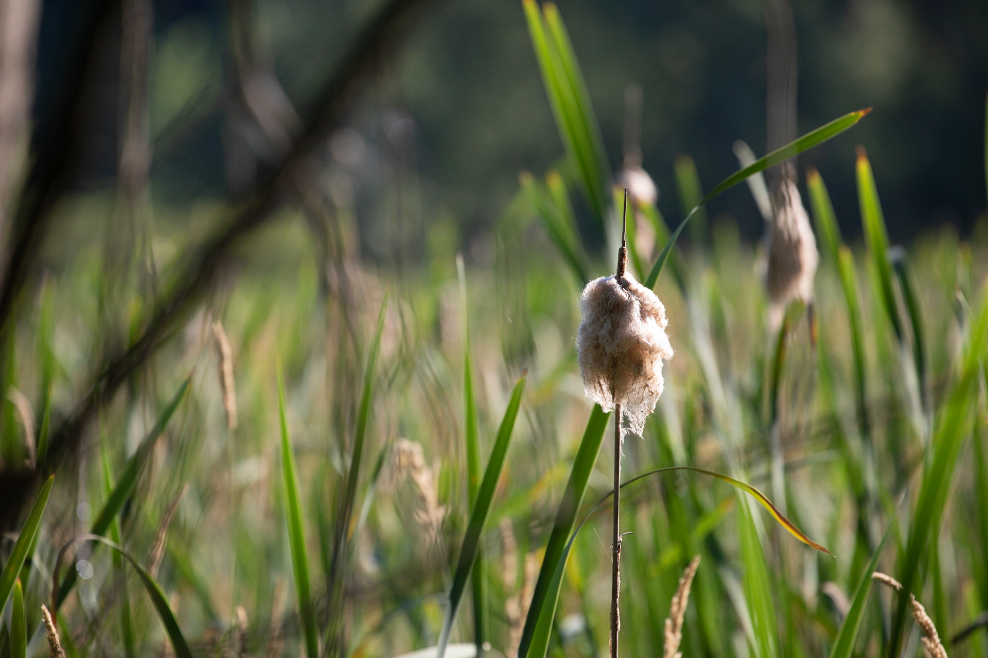 End of Summer - Cattail