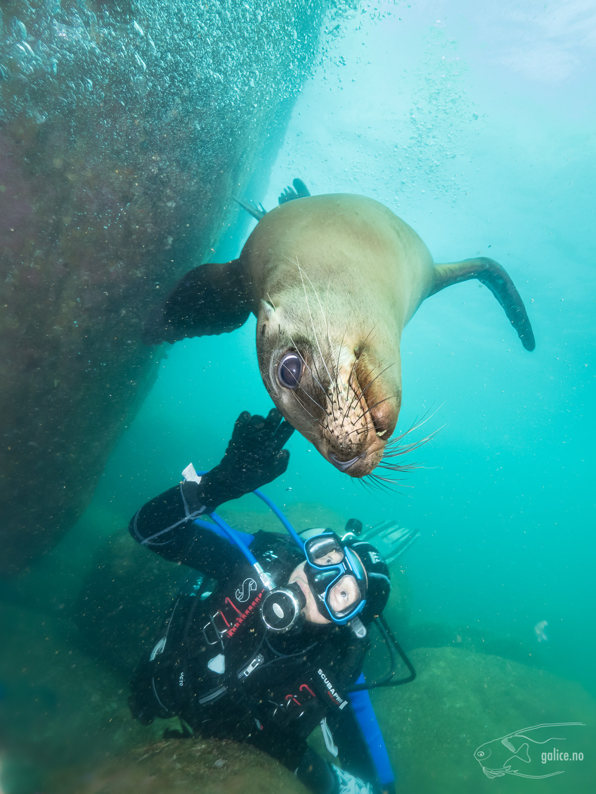 Galice Underwater Photography - Mammals