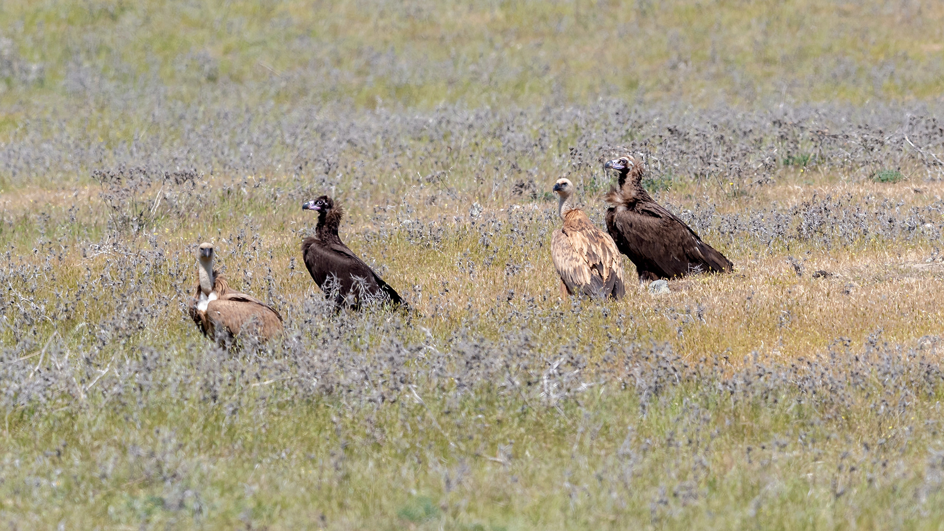 Cinereous and Griffin Vultures