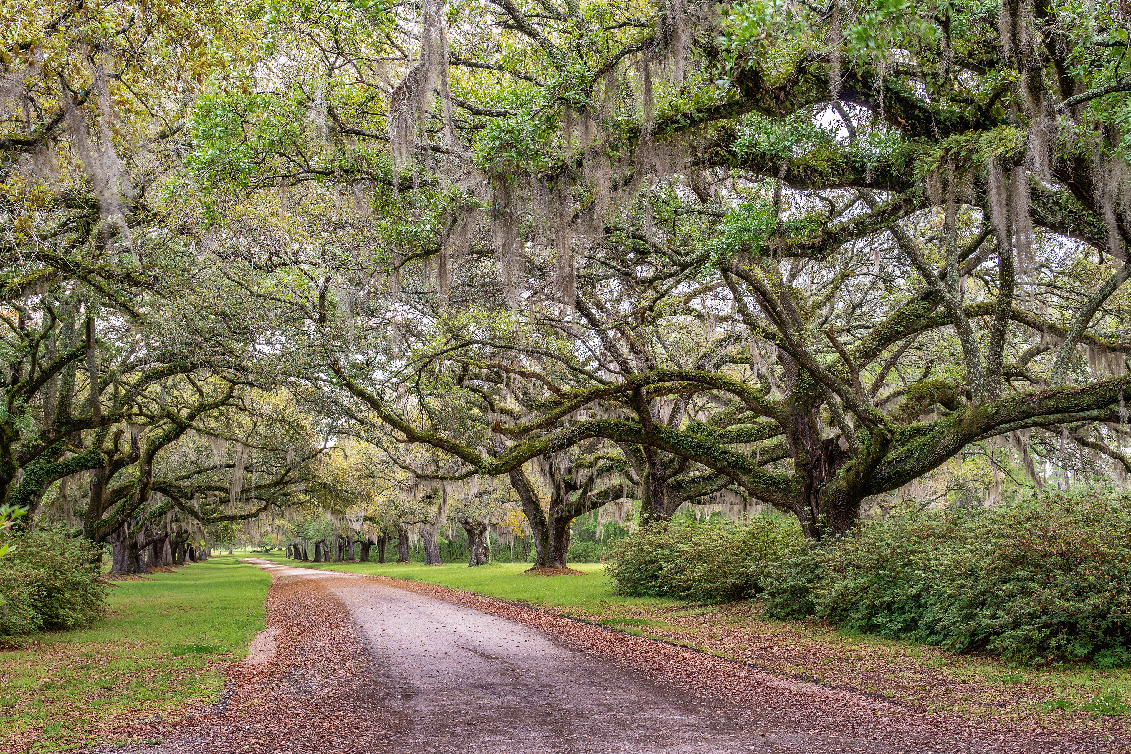 Brewton Plantation Oaks, South Carolina