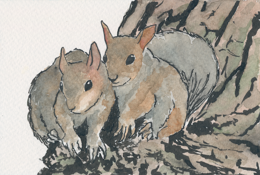 Squirrels