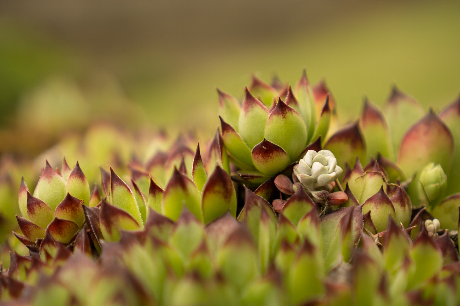 Hen and Chicks Close-up