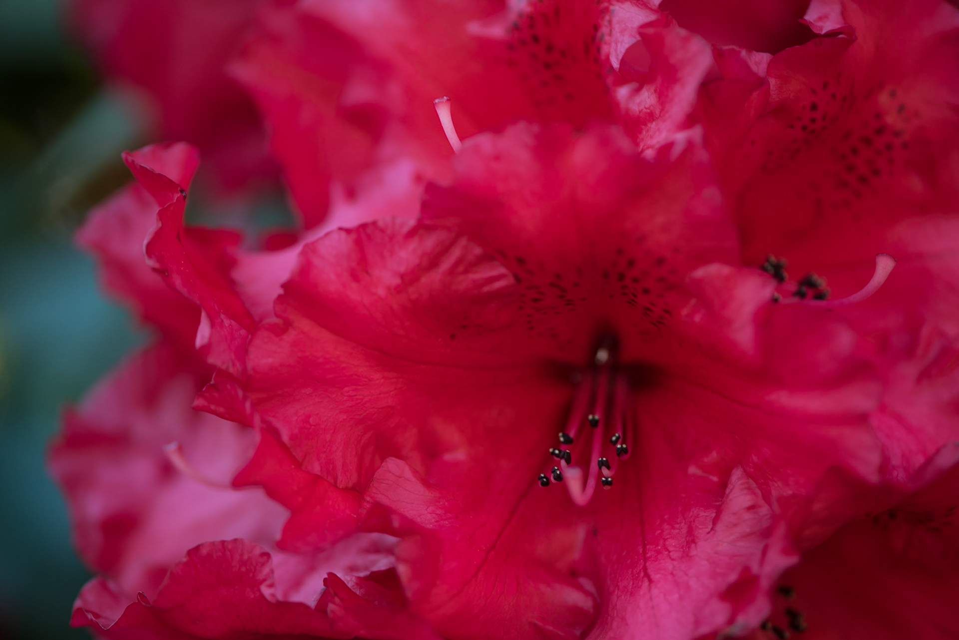 Bright Magenta Rhododendron Blossom