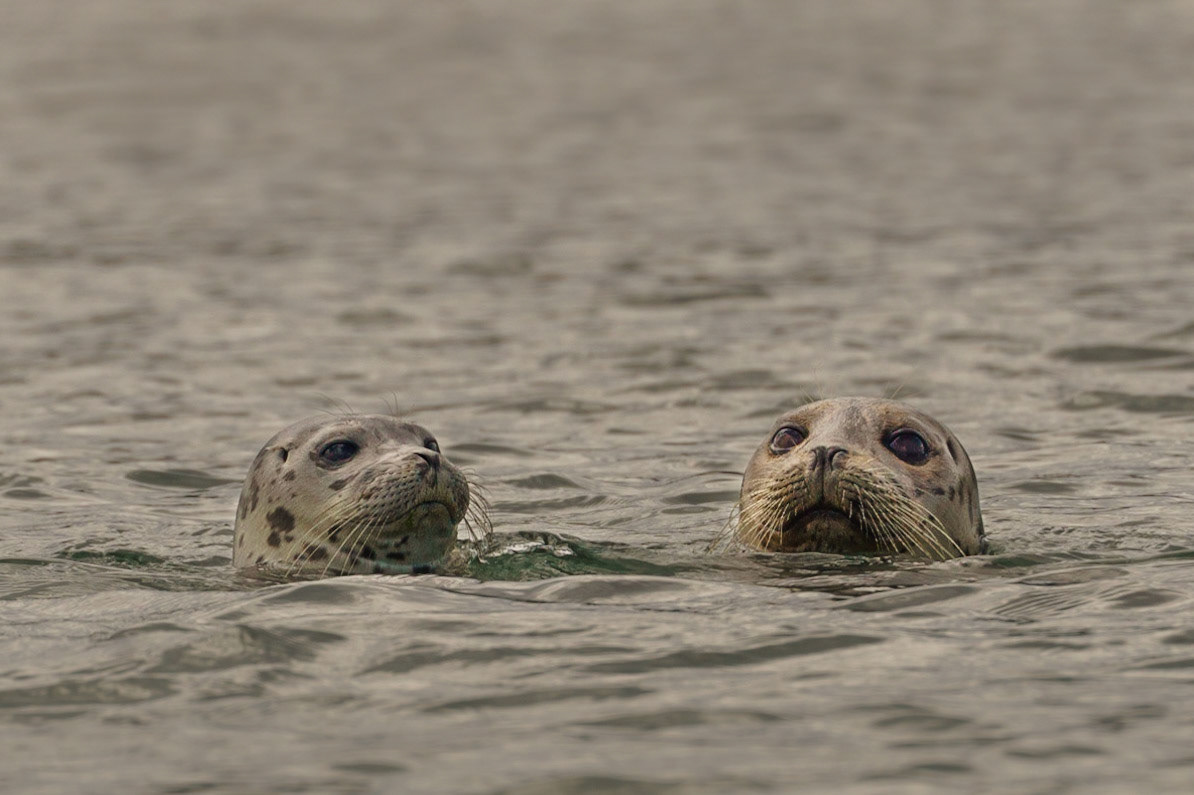 This pair of harbor seals popped up to check out some sea kayakers around the Nisqually River delta in Puget Sound.