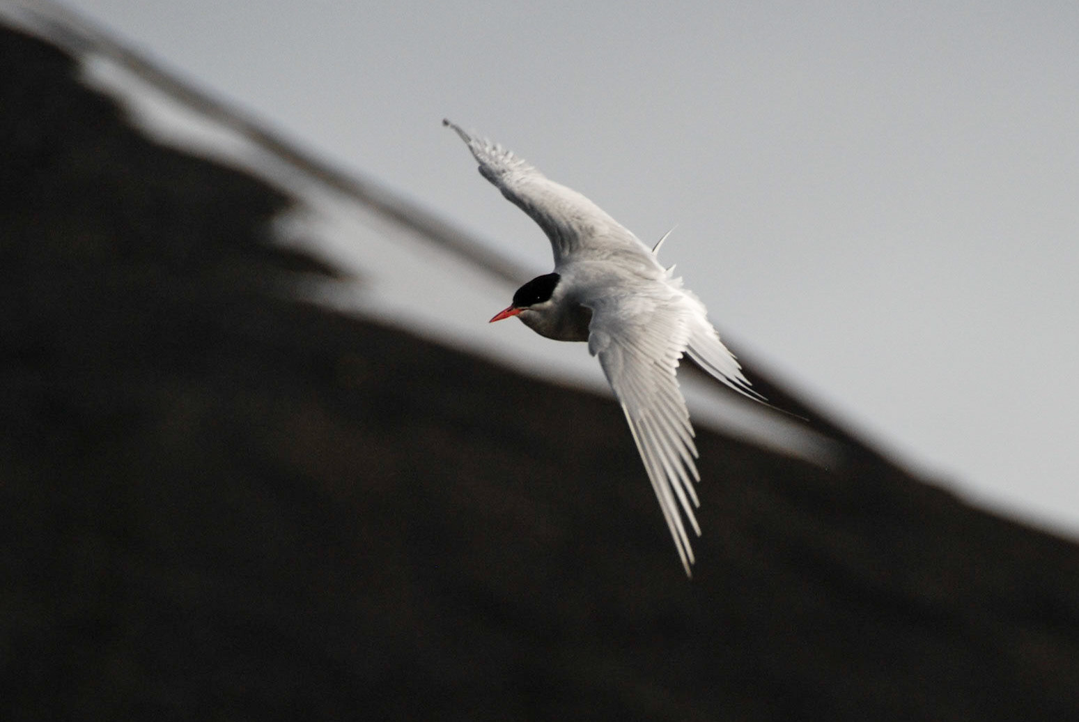 A white and black Arctic Tern flies in front of a background of white snow and dark rocks.