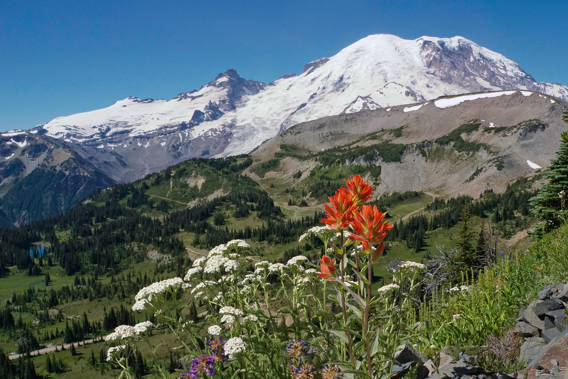 Mount Rainier view with bright orange and white wildflowers in the foreground contrasting with the forested hillside.