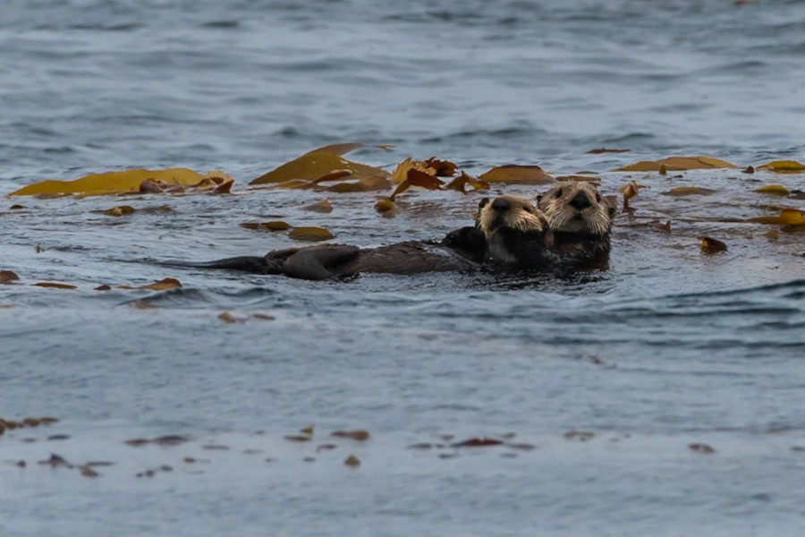 Sea Otter Mother and Pup in Kelp