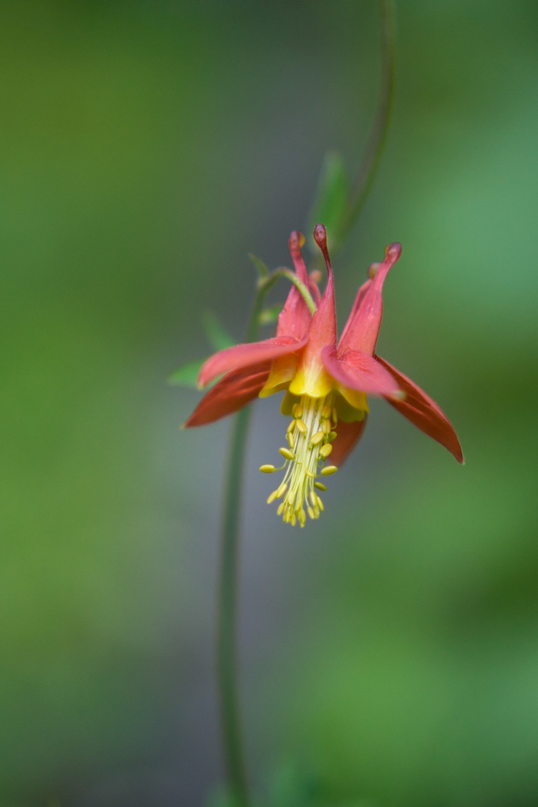The red columbine flower is a delicate red and yellow blossom on a narrow stem.