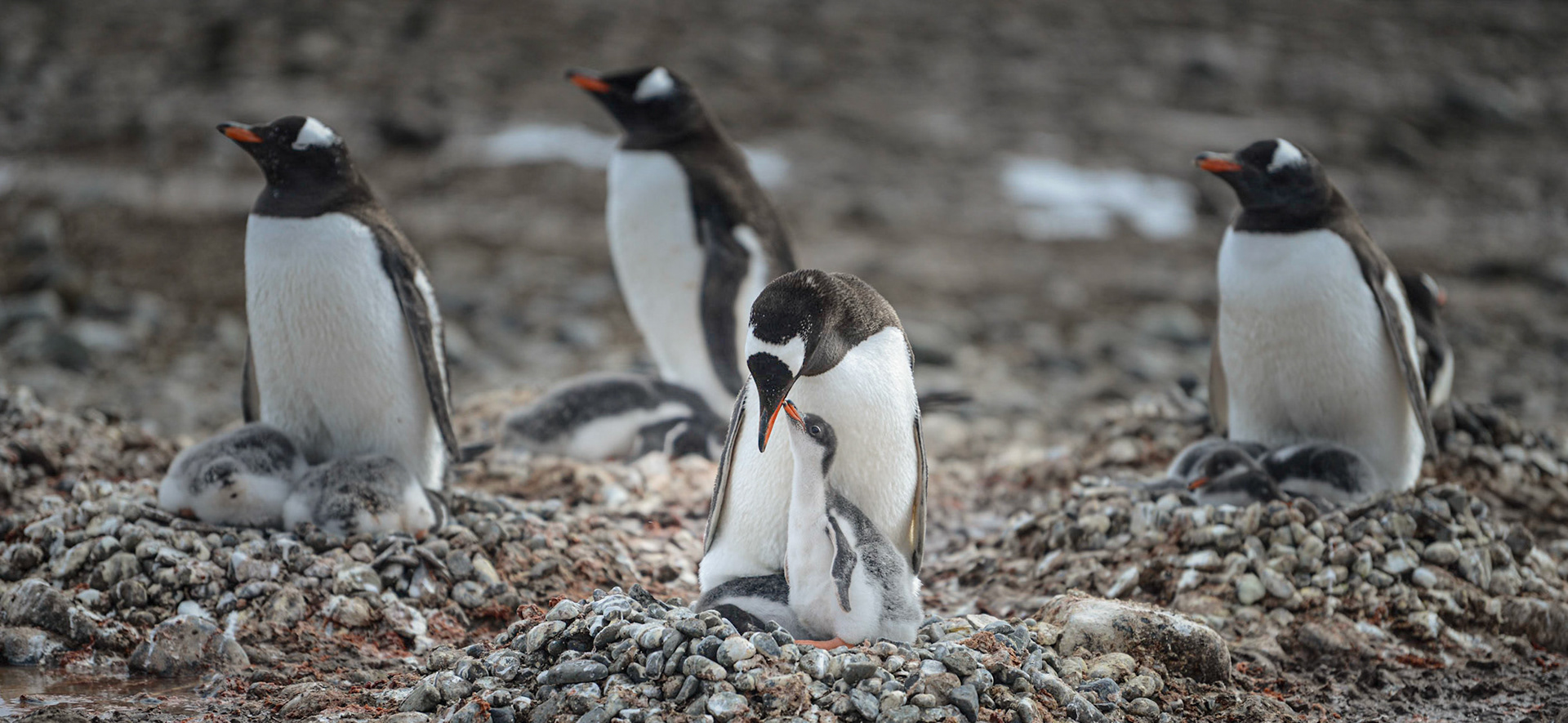 Antartica