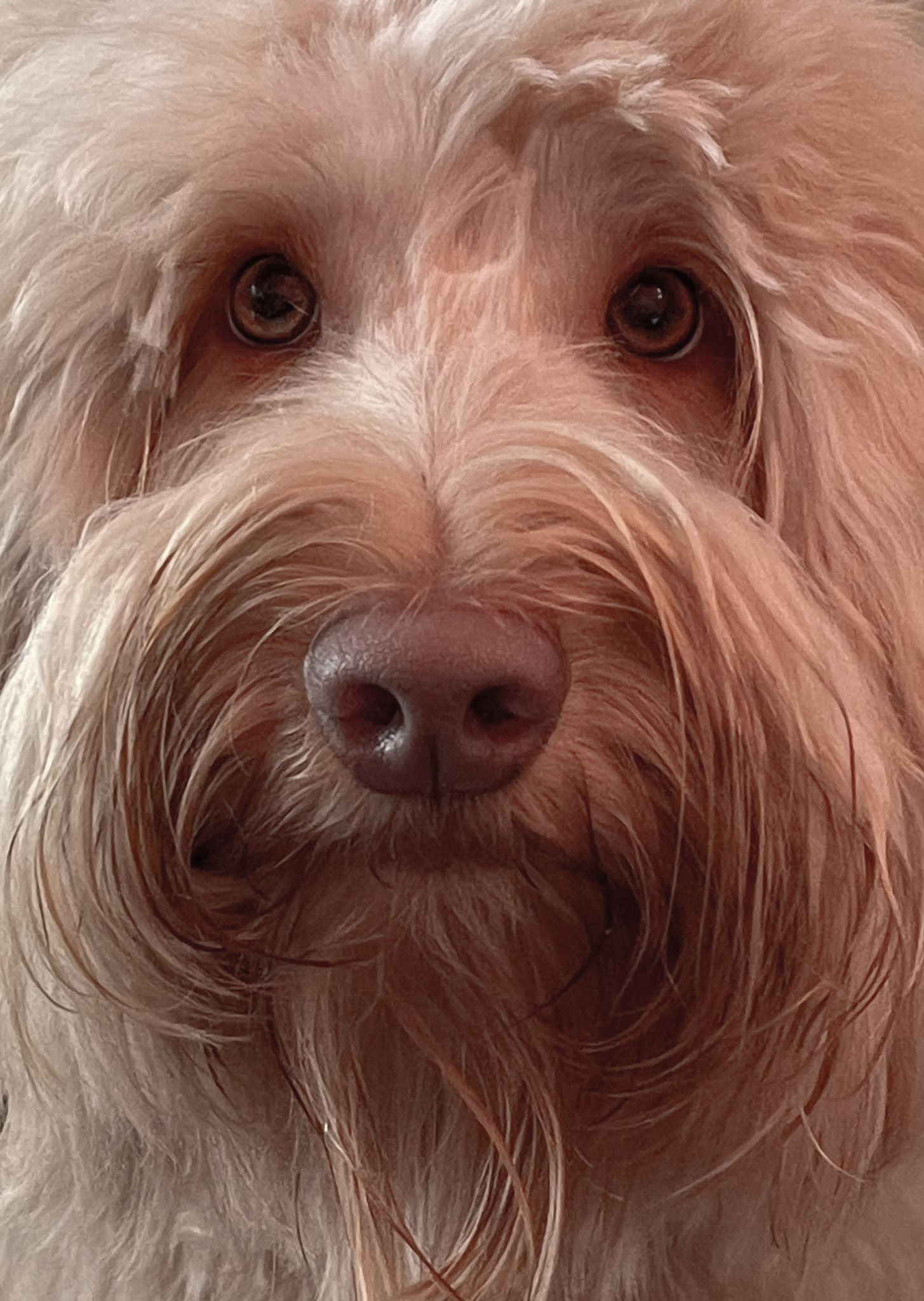 Shanti