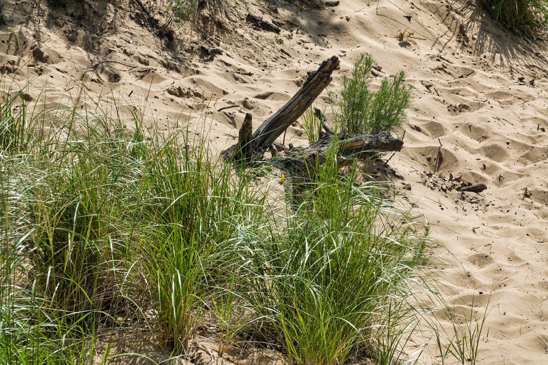 MI Dunes 00101