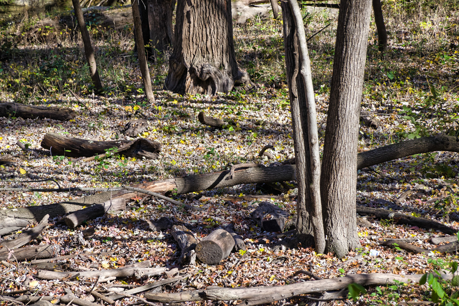 IL Starved Rock 00012