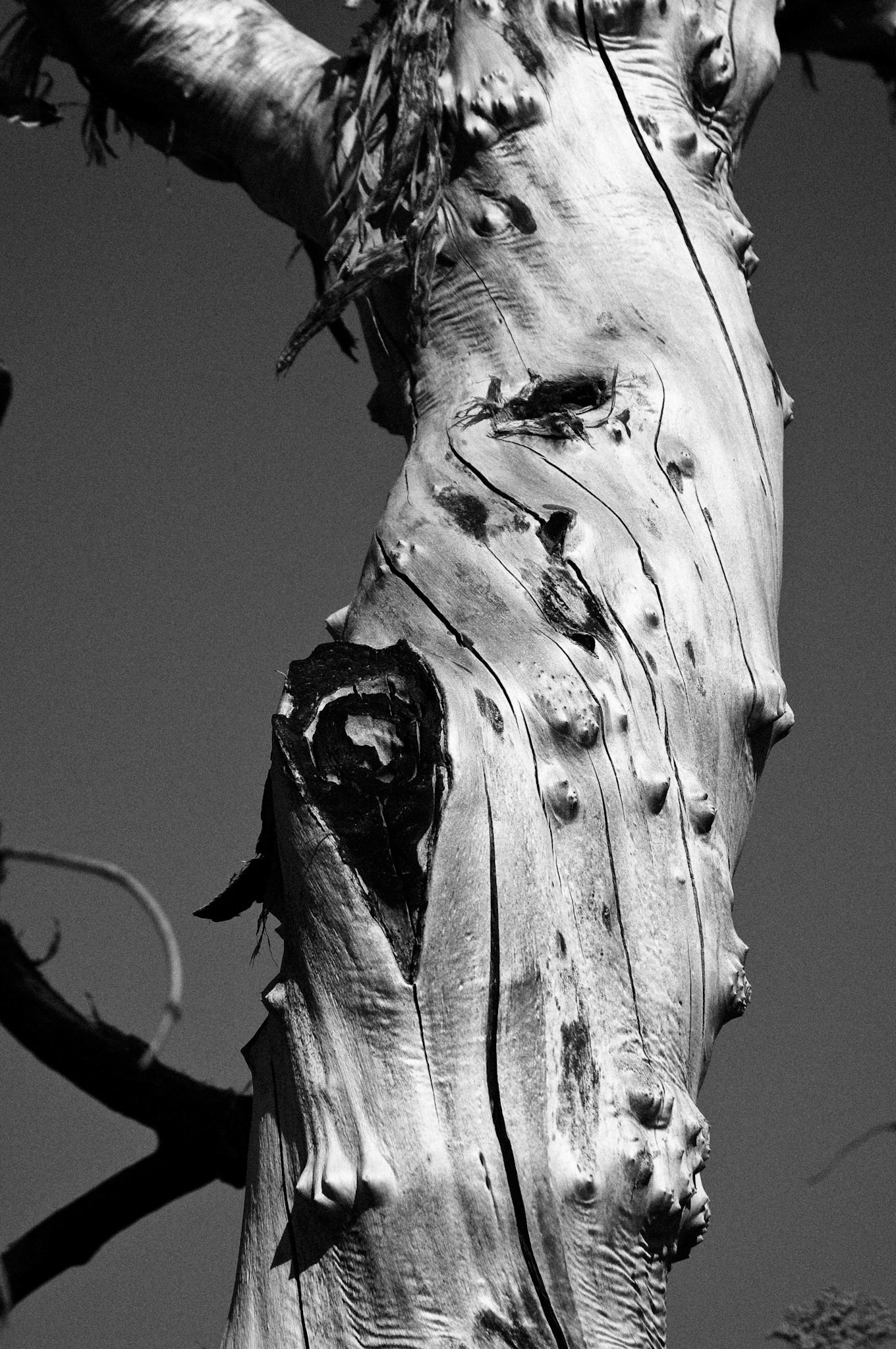 Black & White 00077