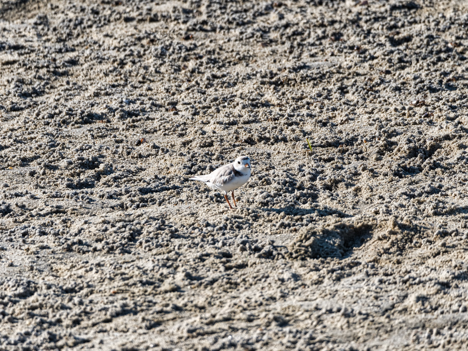 MA Cape Cod Birds 00023