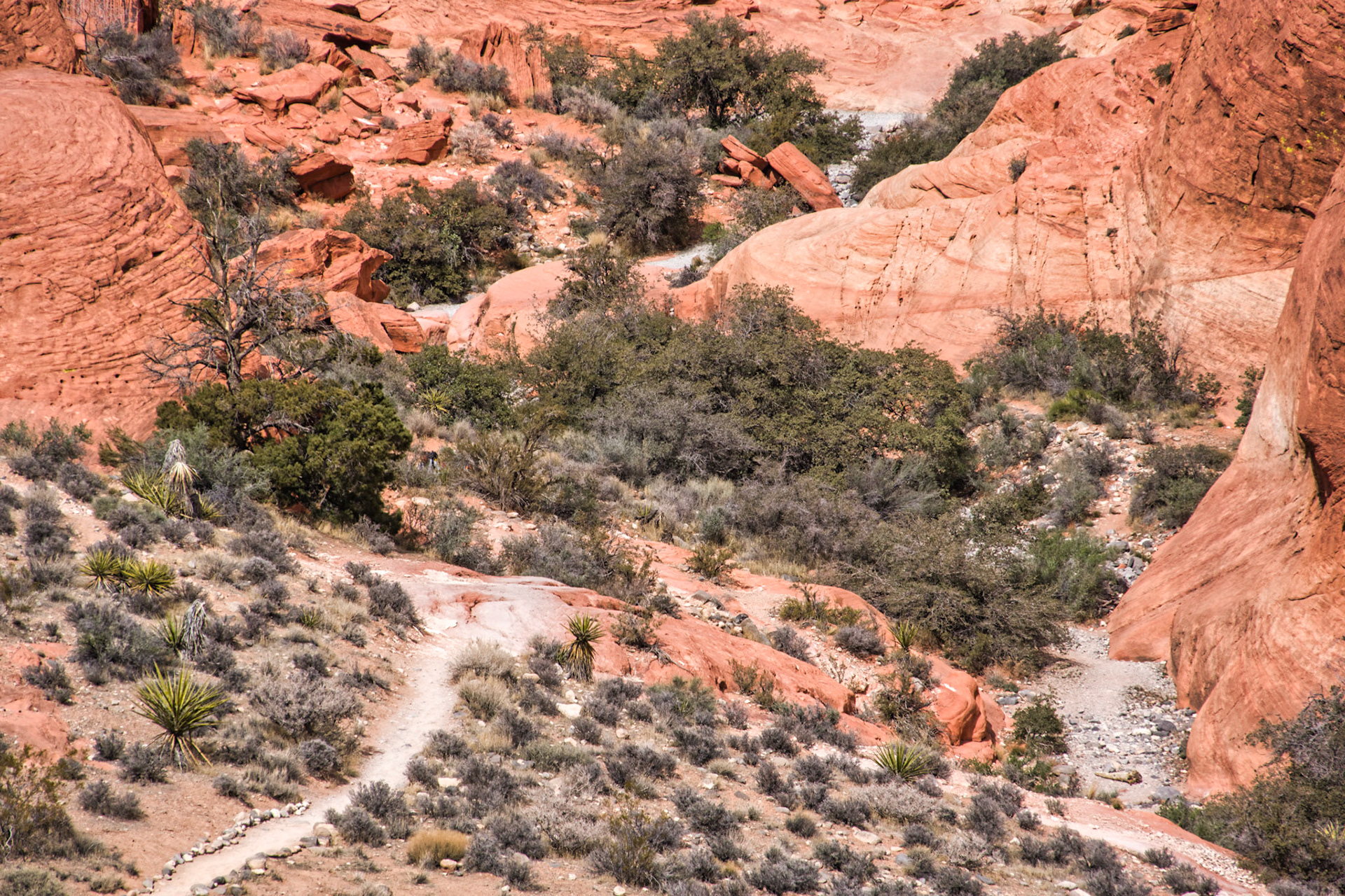 NV Desert 00185