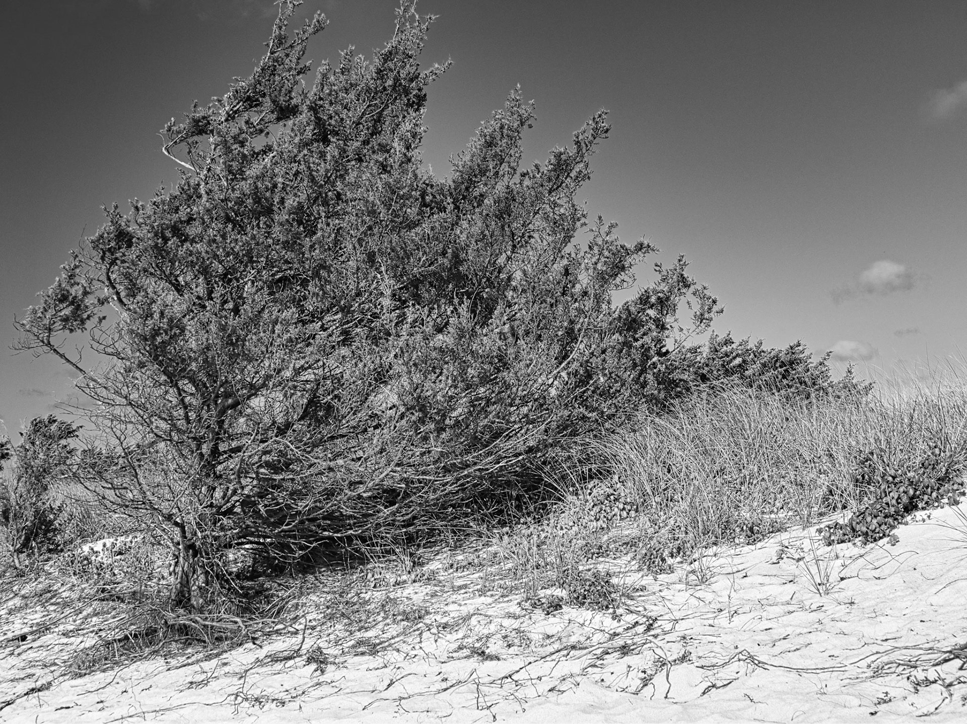 Black & White 00326