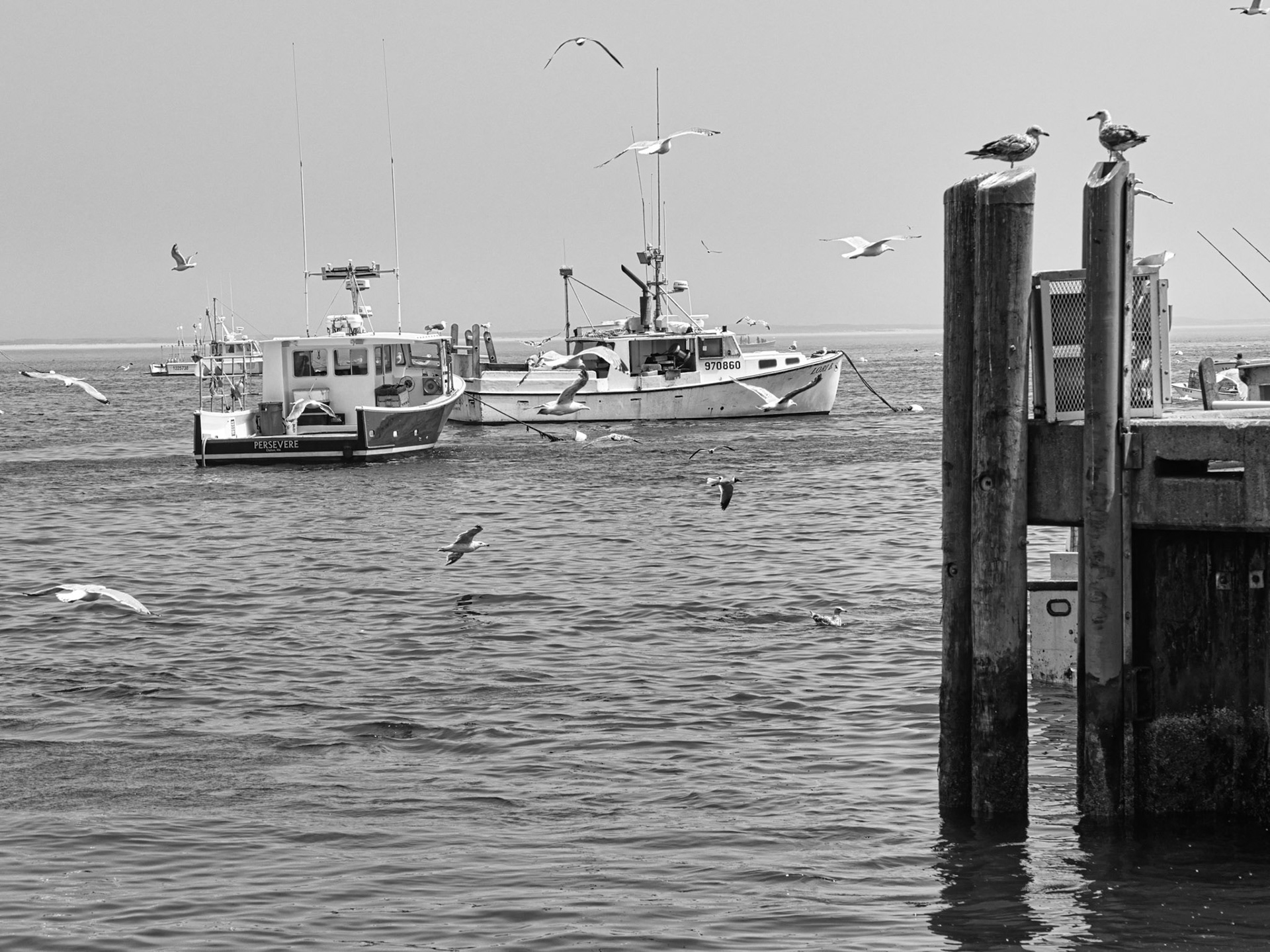 Black & White 00298
