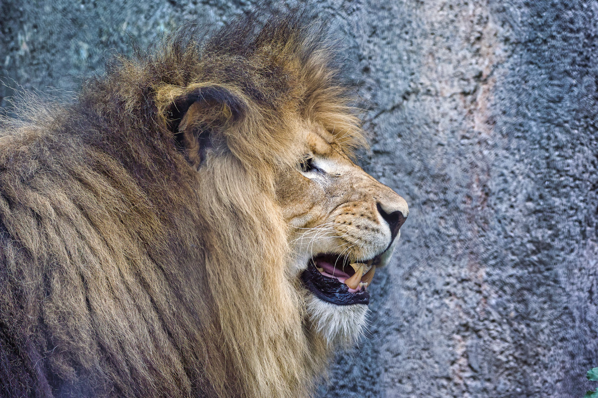 IN Zoo 00050