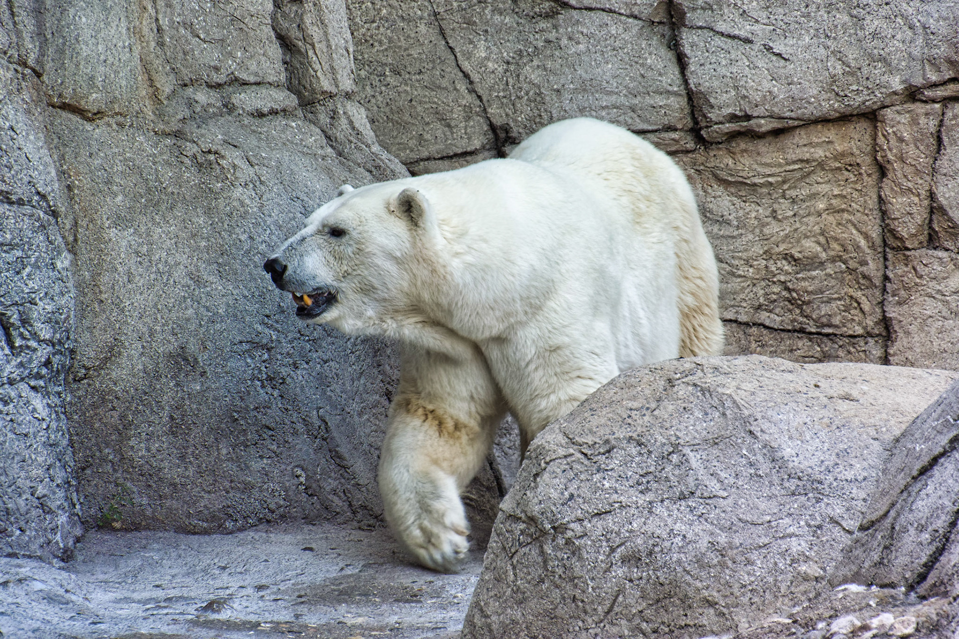 IN Zoo 00008
