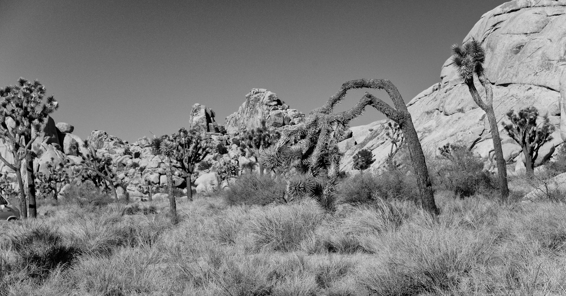 Black & White 00102