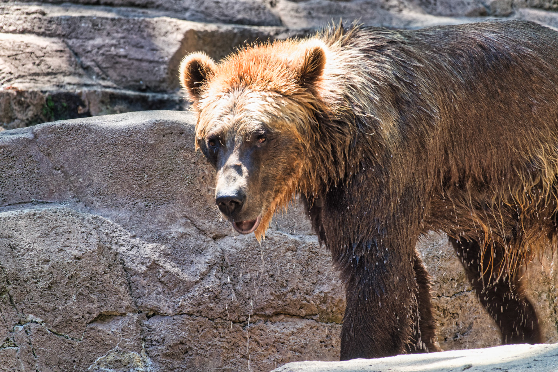 IN Zoo 00146