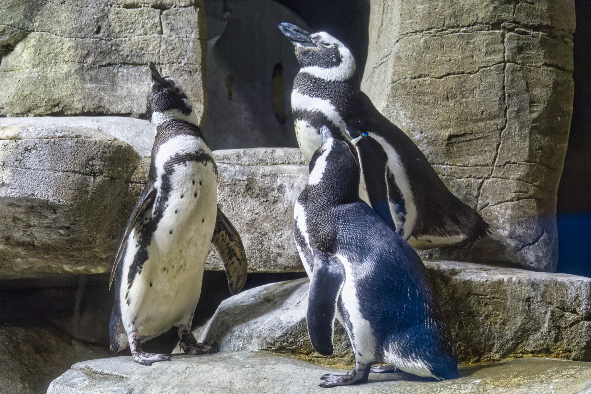 IL Shedd Aquarium 00016