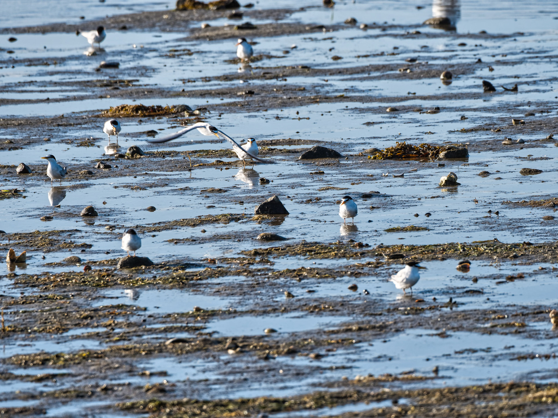 MA Cape Cod Birds 00015